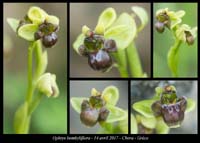 Ophrys-bombyliflora