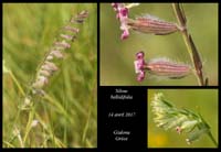 Silene-bellidifolia