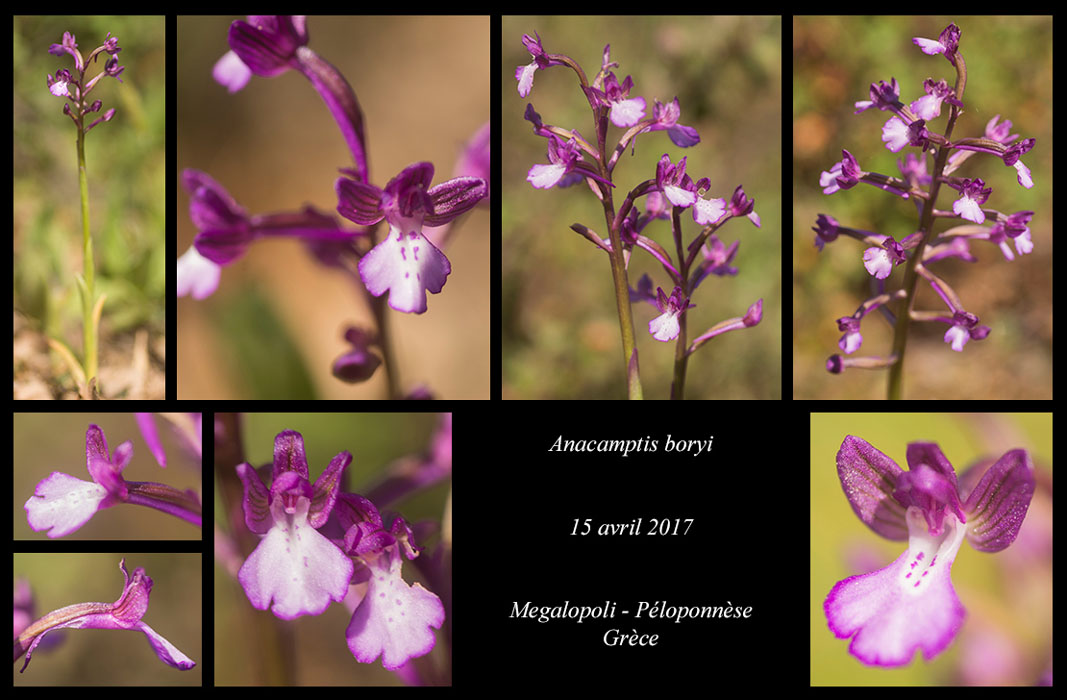 Anacamptis-boryi