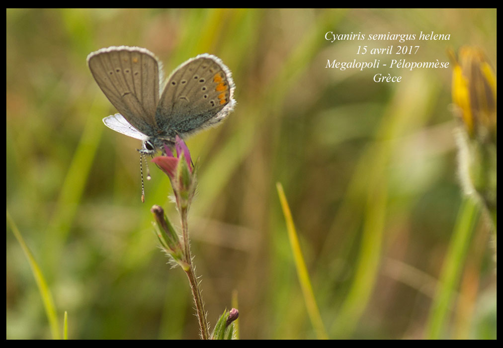 Cyaniris-semiargus-helena