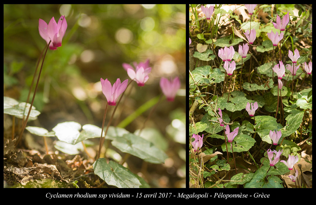 Cyclamen-rhodium-ssp-vividum