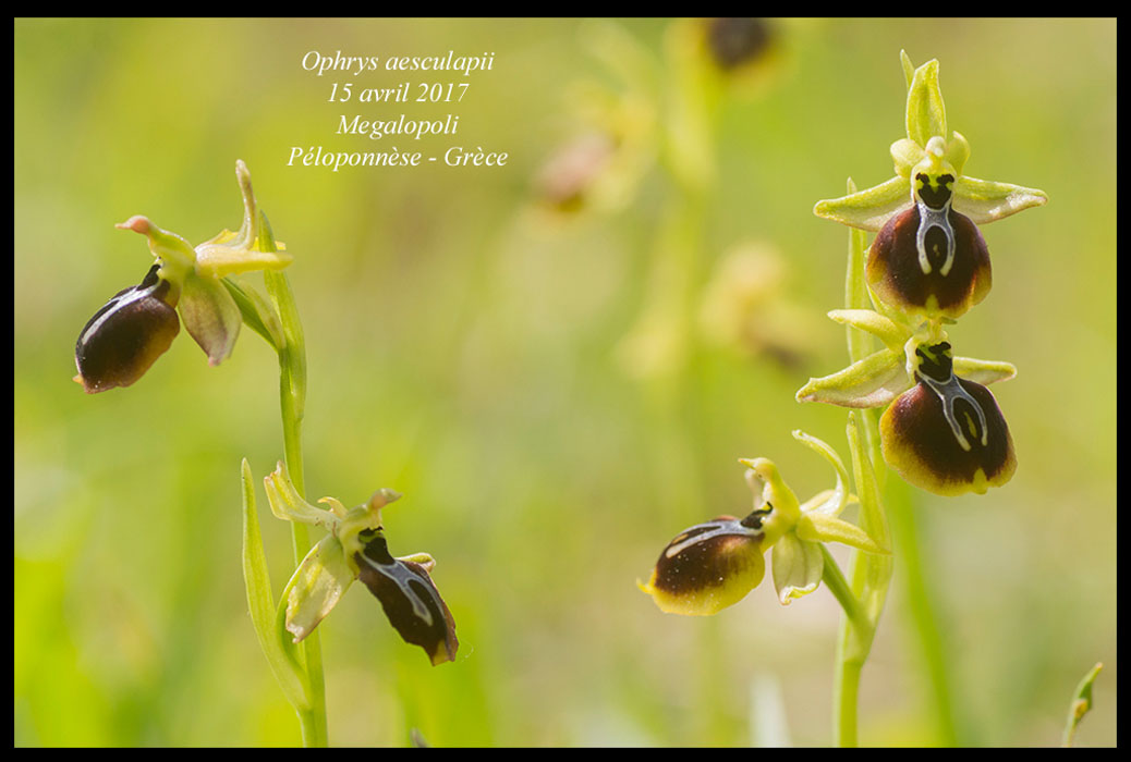 Ophrys-aesculapii2