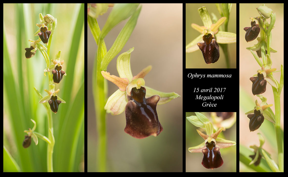 Ophrys-mammosa