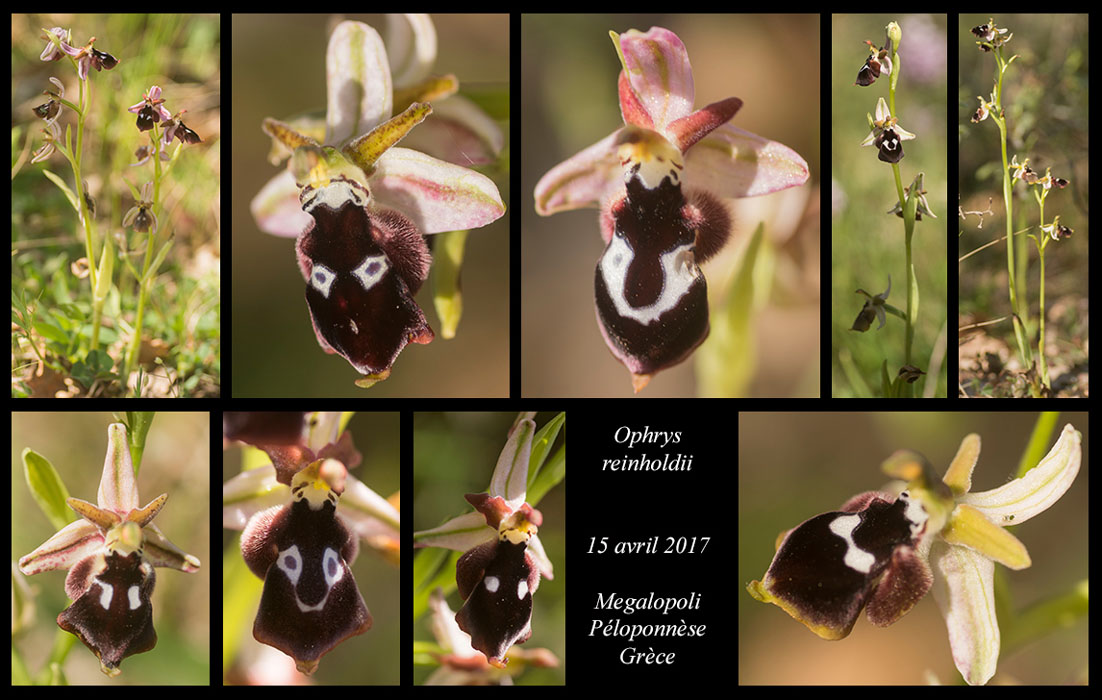 Ophrys-reinholdii2