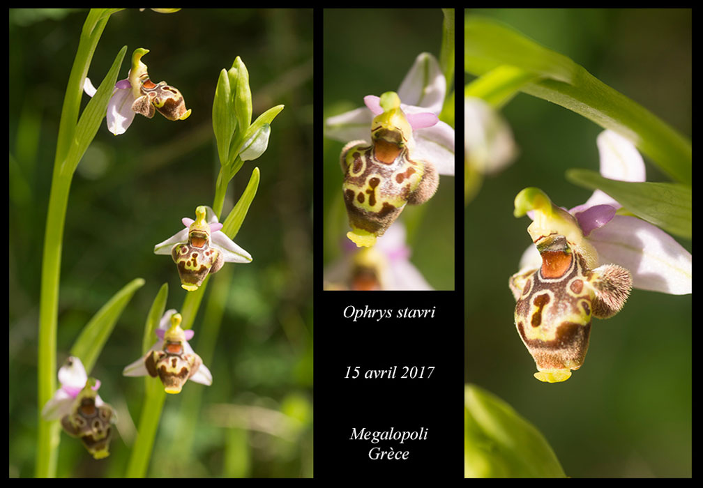 Ophrys-stavri