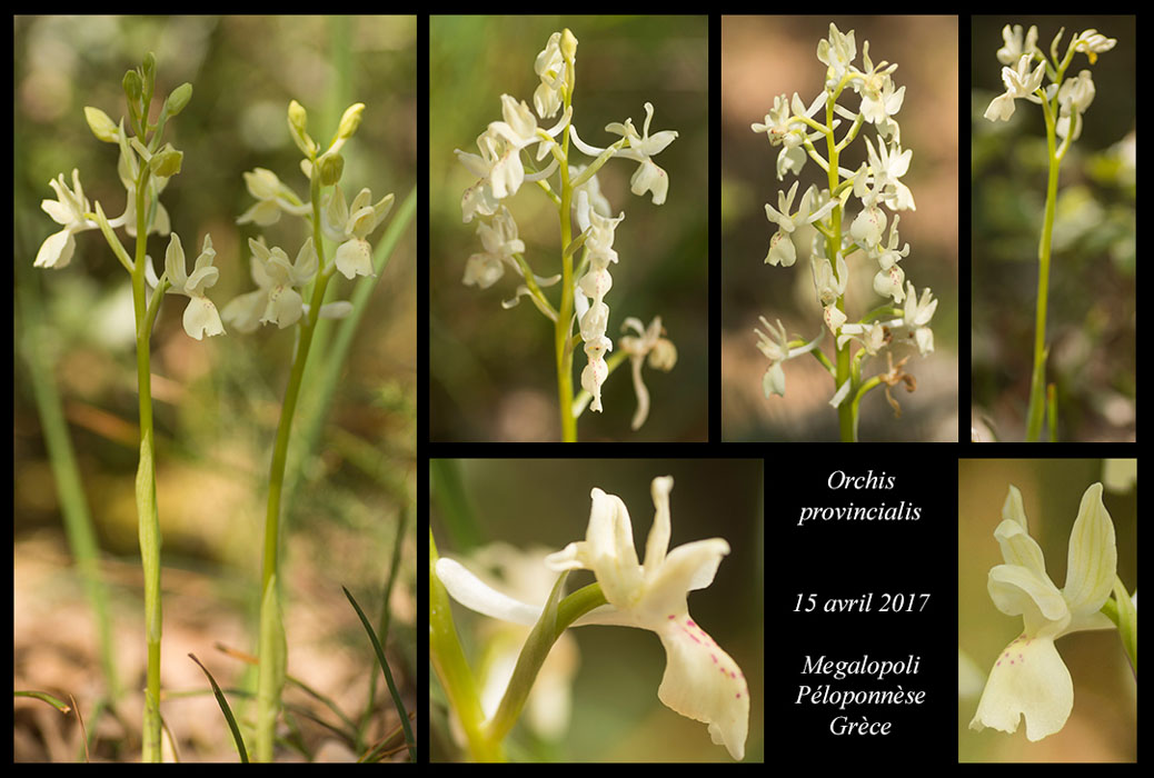 Orchis-provincialis