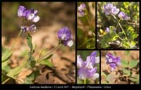 Lathyrus-laxiflorus