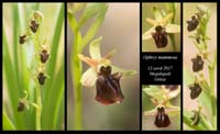 Ophrys-mammosa