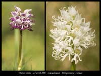 Orchis-simia