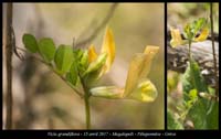 Vicia-grandiflora