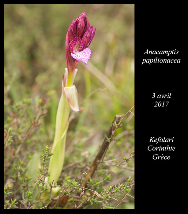 Anacamptis-papilionacea