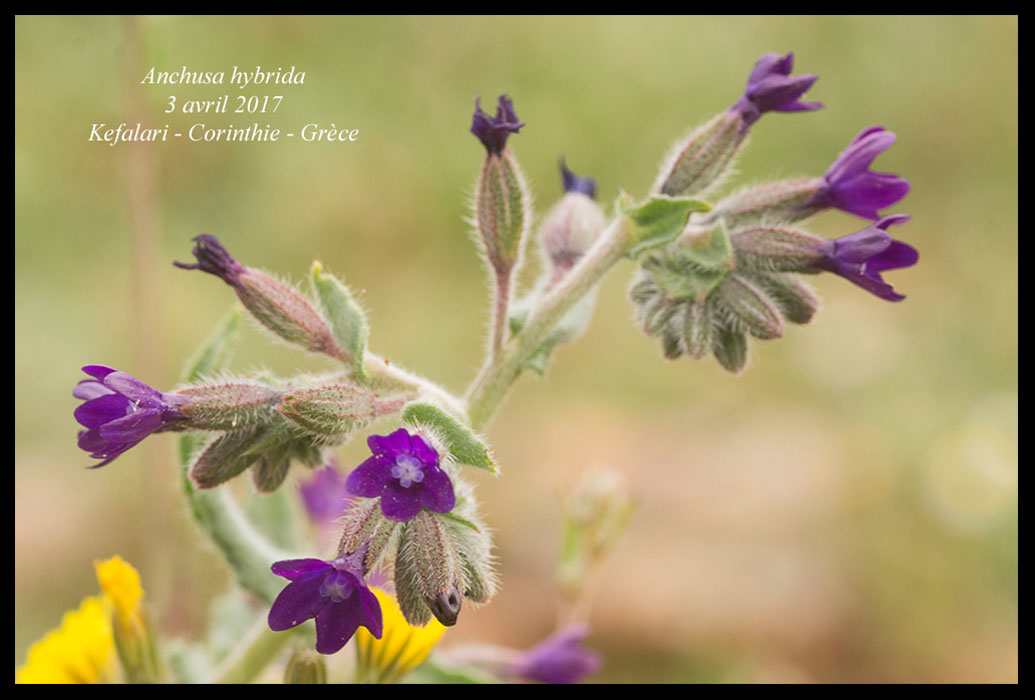 Anchusa-hybrida