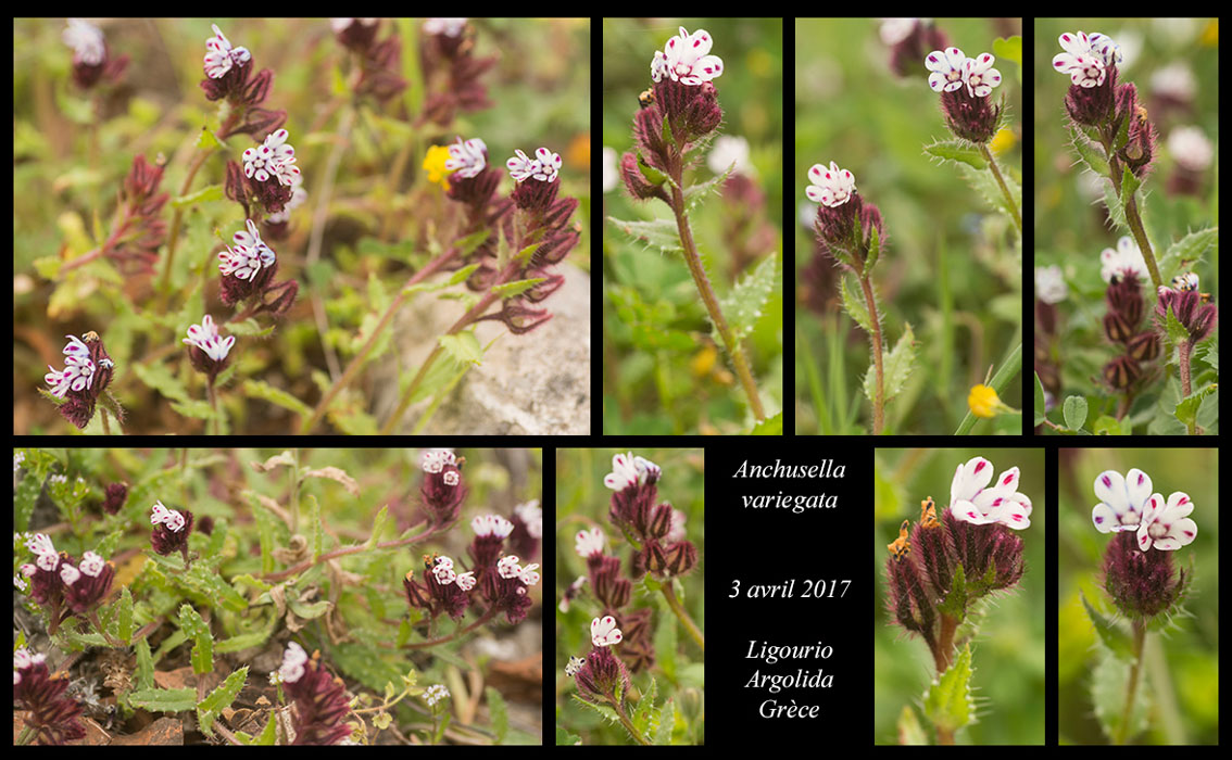 Anchusella-variegata