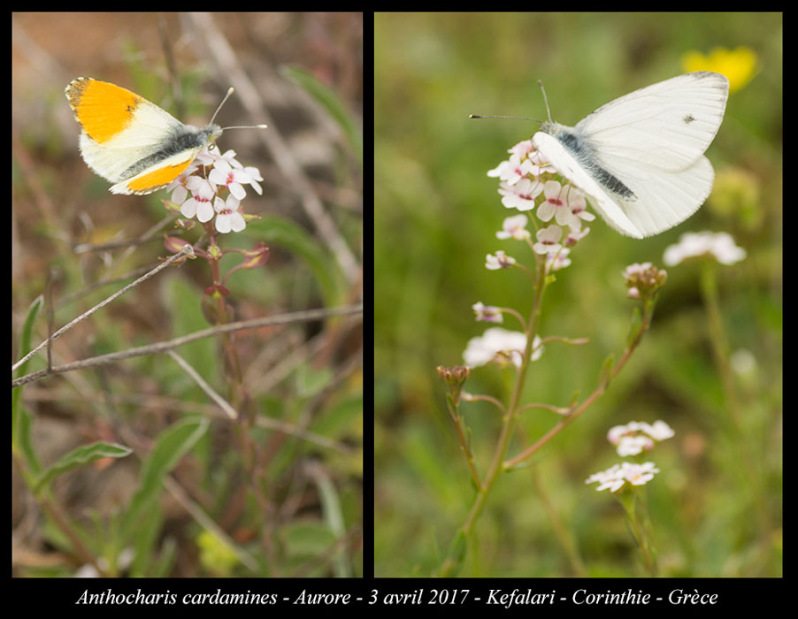 Anthocharis-cardamines