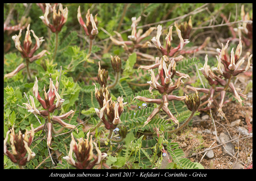 Astragalus-suberosus2