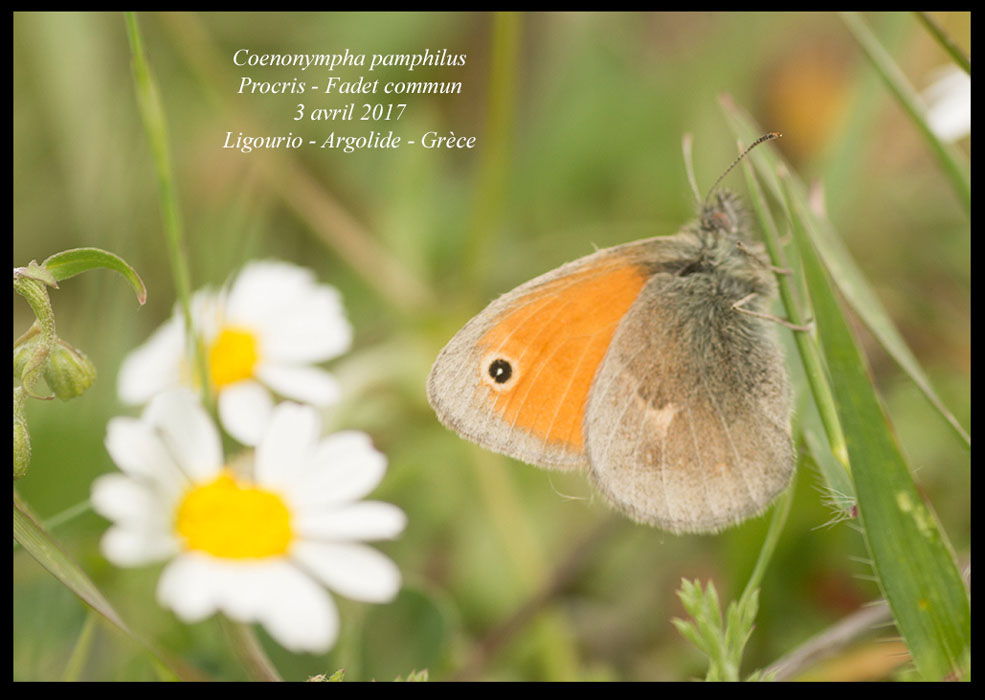 Coenonympha-pamphilus