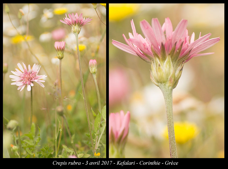 Crepis-rubra