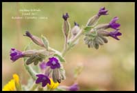 Anchusa-hybrida