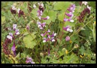 Anchusella-variegata-&-Vicia-villosa