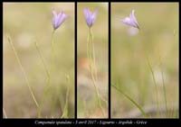 Campanula-spatulata