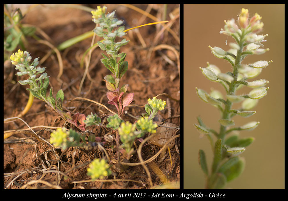 Alyssum-simplex