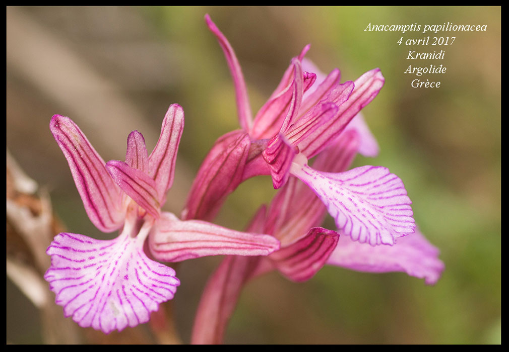 Anacamptis-papilionacea8