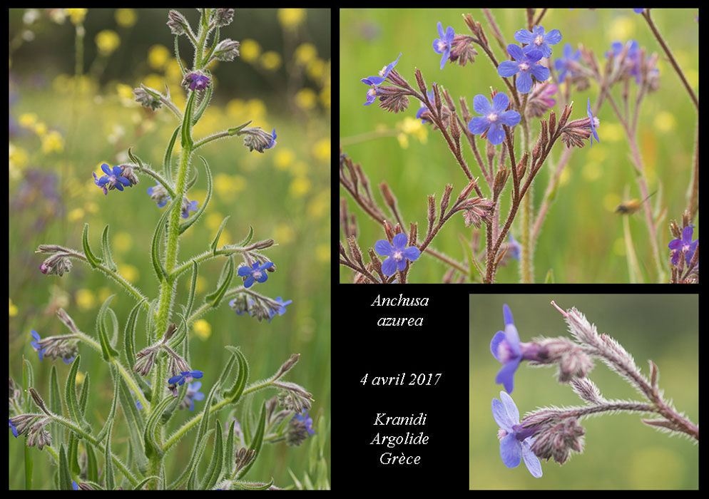 Anchusa-azurea