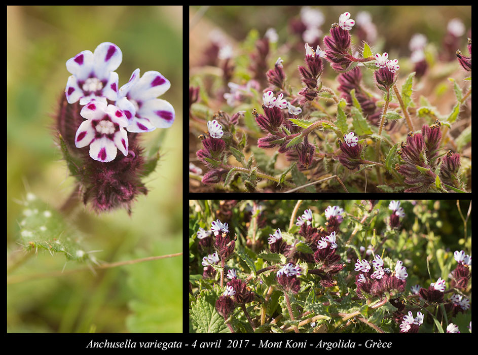 Anchusella-variegata3