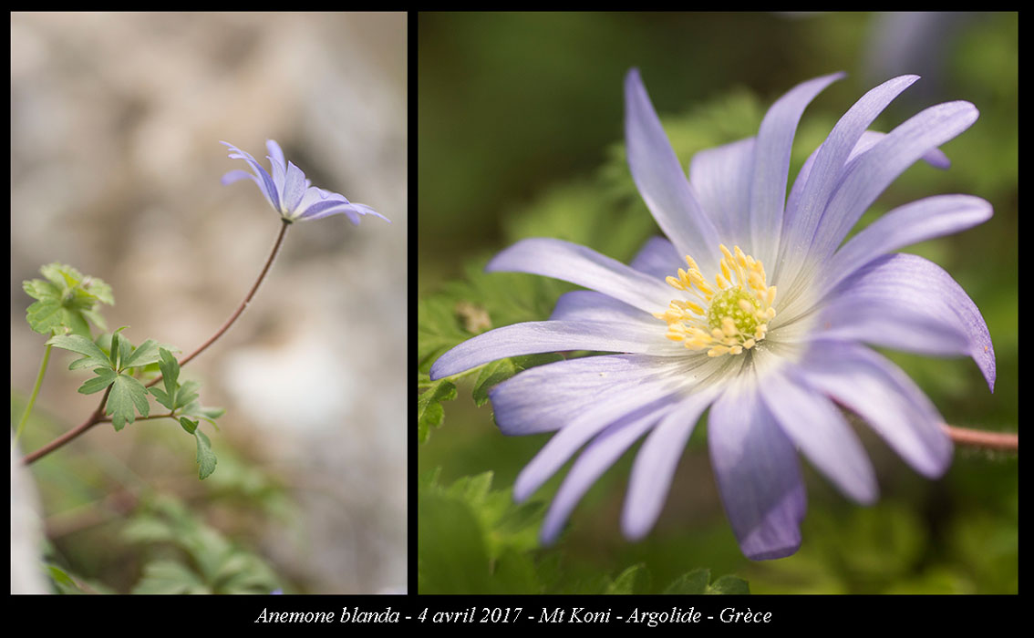 Anemone-blanda