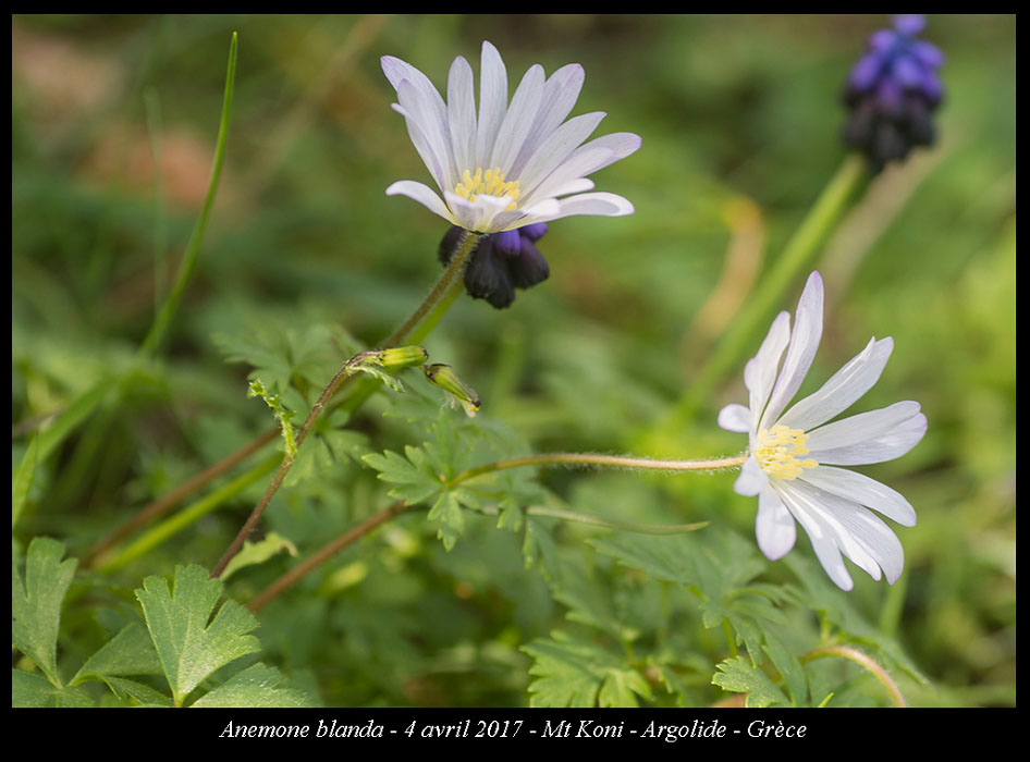 Anemone-blanda2