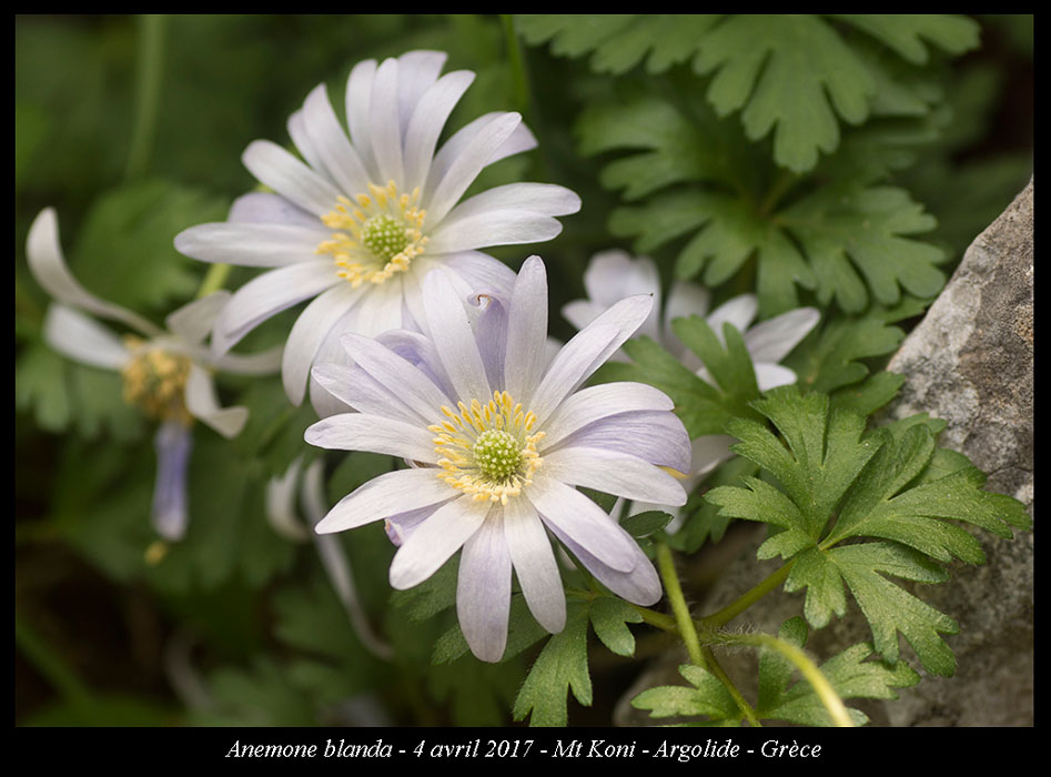 Anemone-blanda3