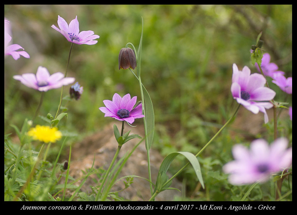 Anemone-coronaria-&-Fritillaria-rhodocanakis