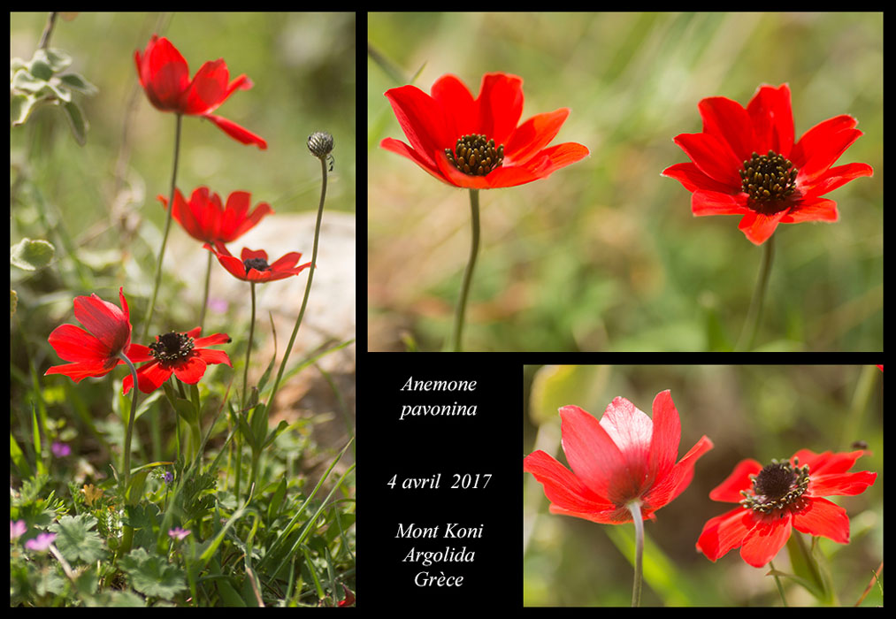 Anemone-pavonina