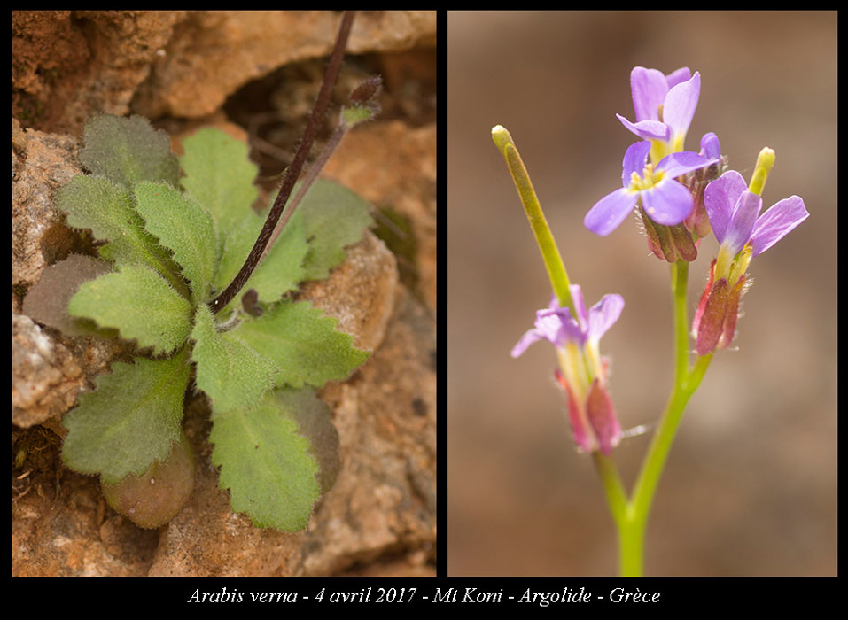 Arabis-verna