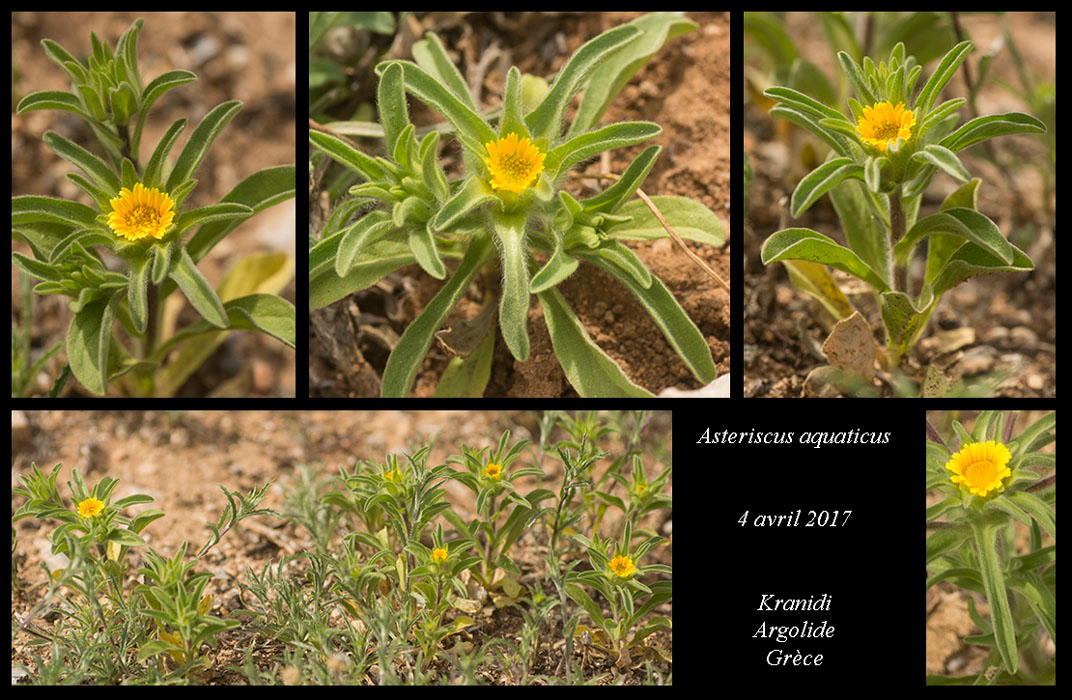 Asteriscus-aquaticus