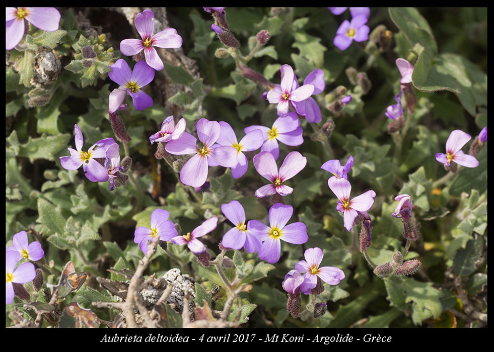 Aubrieta-deltoidea2