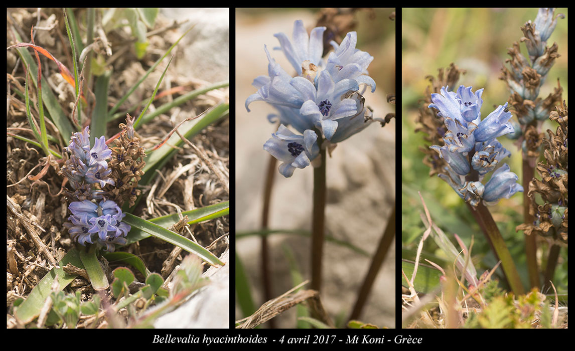 Bellevalia-hyacinthoides