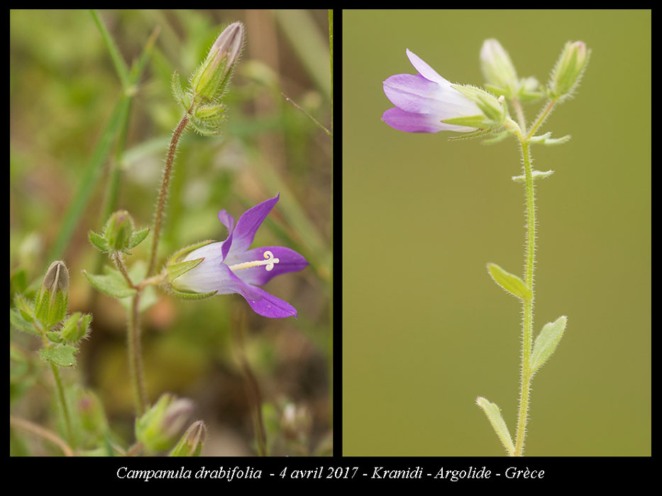 Campanula-drabifolia