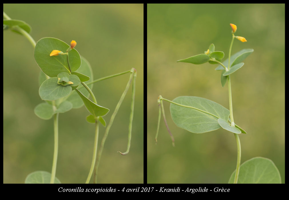 Coronilla-scorpioides