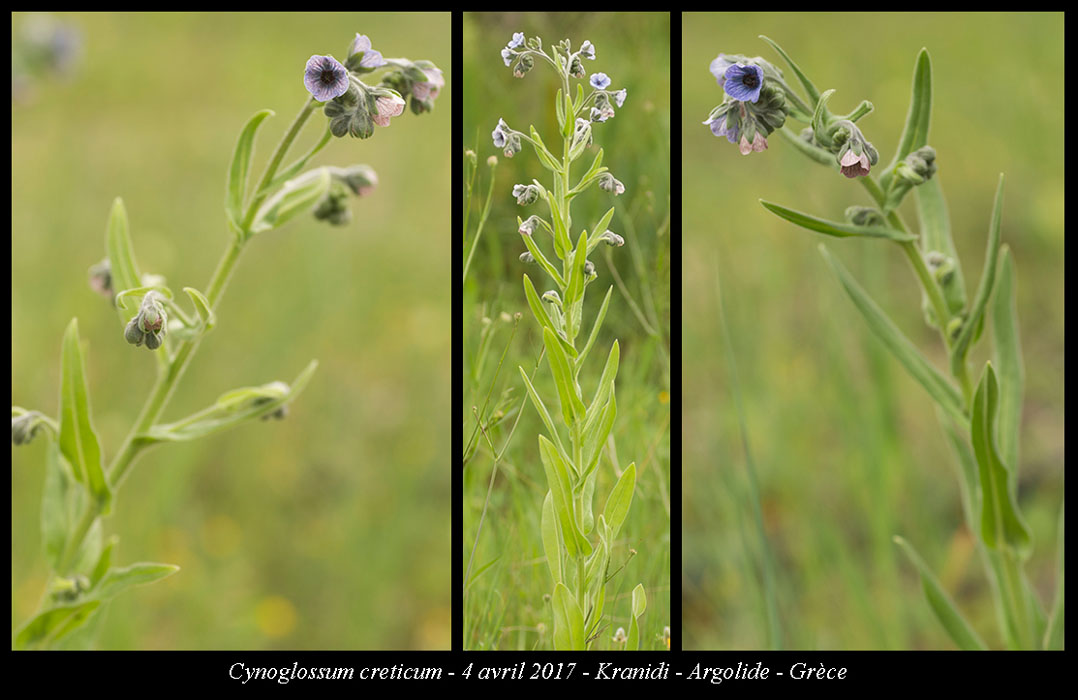 Cynoglossum-creticum