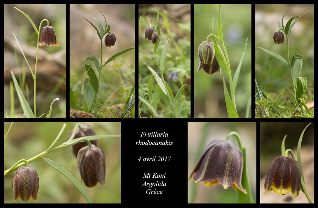 Fritillaria-rhodocanakis