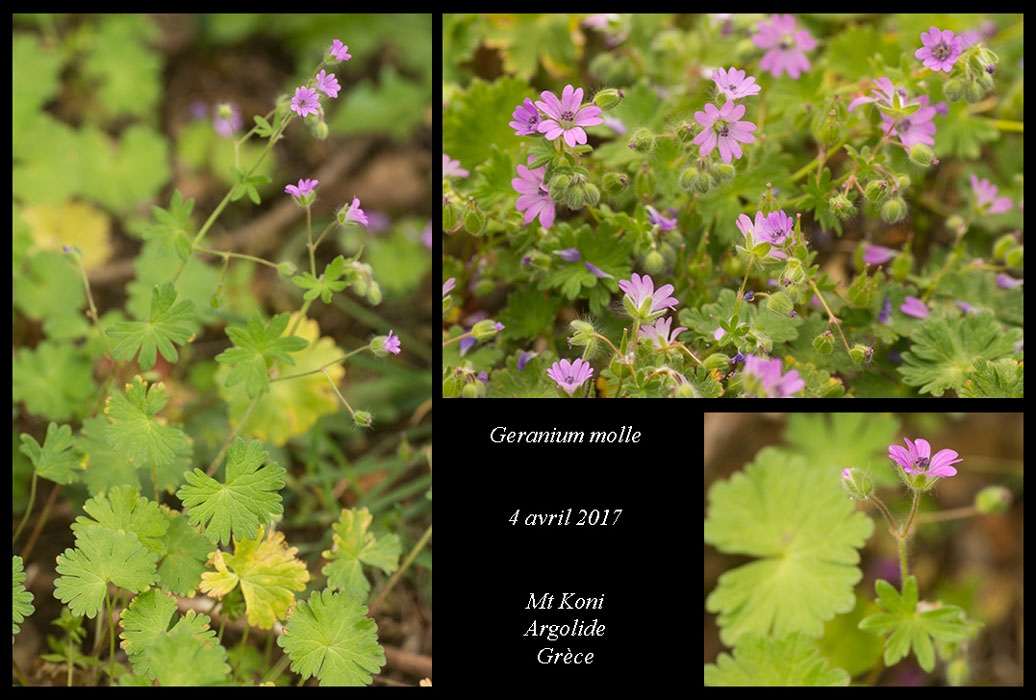 Geranium-molle