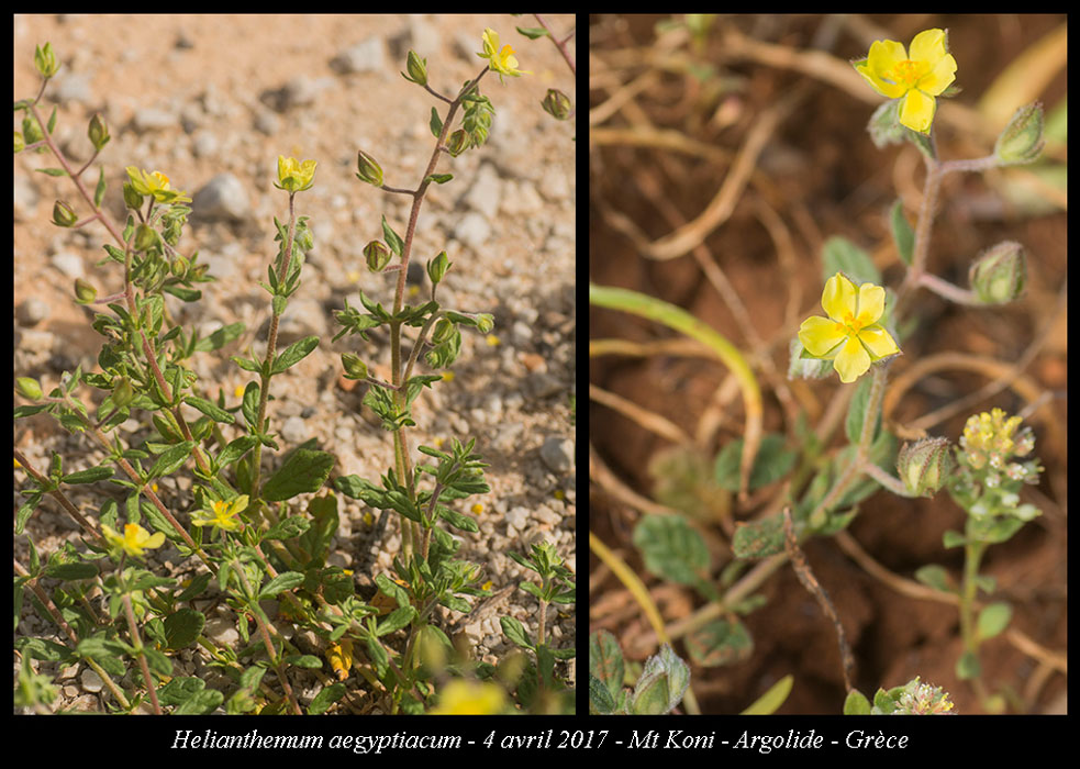 Helianthemum-aegyptiacum