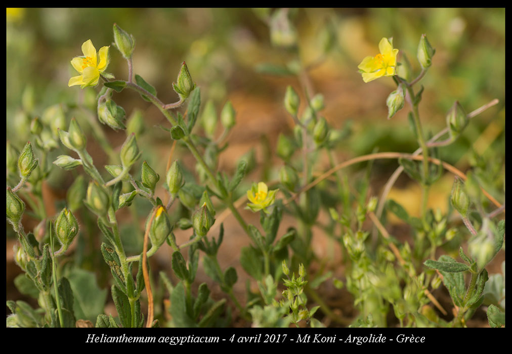 Helianthemum-aegyptiacum2