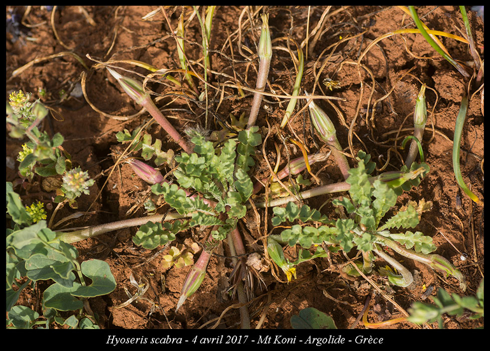 Hyoseris-scabra2