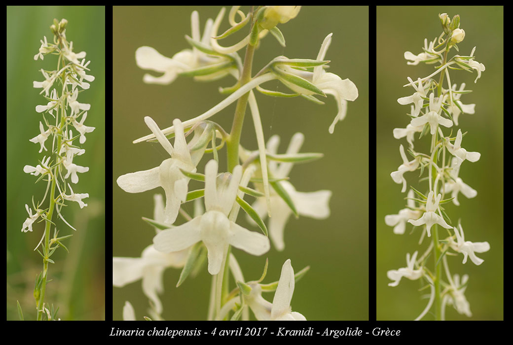 Linaria-chalepensis