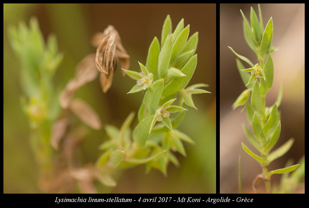 Lysimachia-linum-stellatum