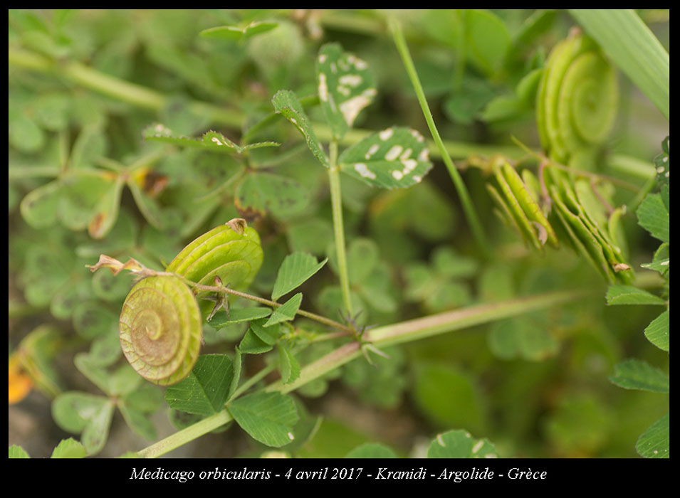 Medicago-orbicularis