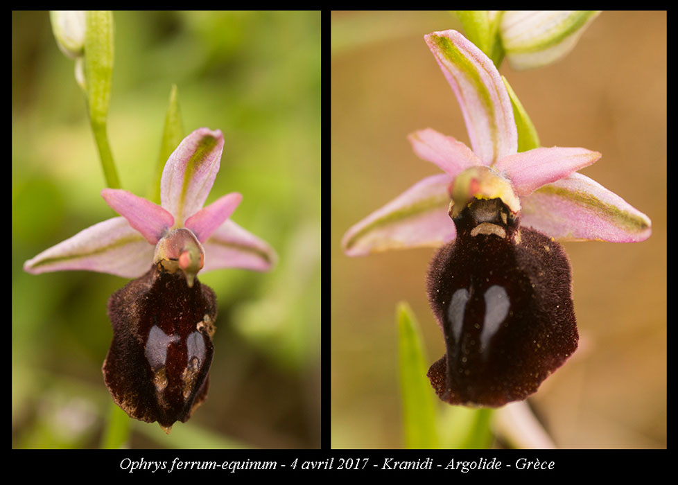 Ophrys-ferrum-equinum