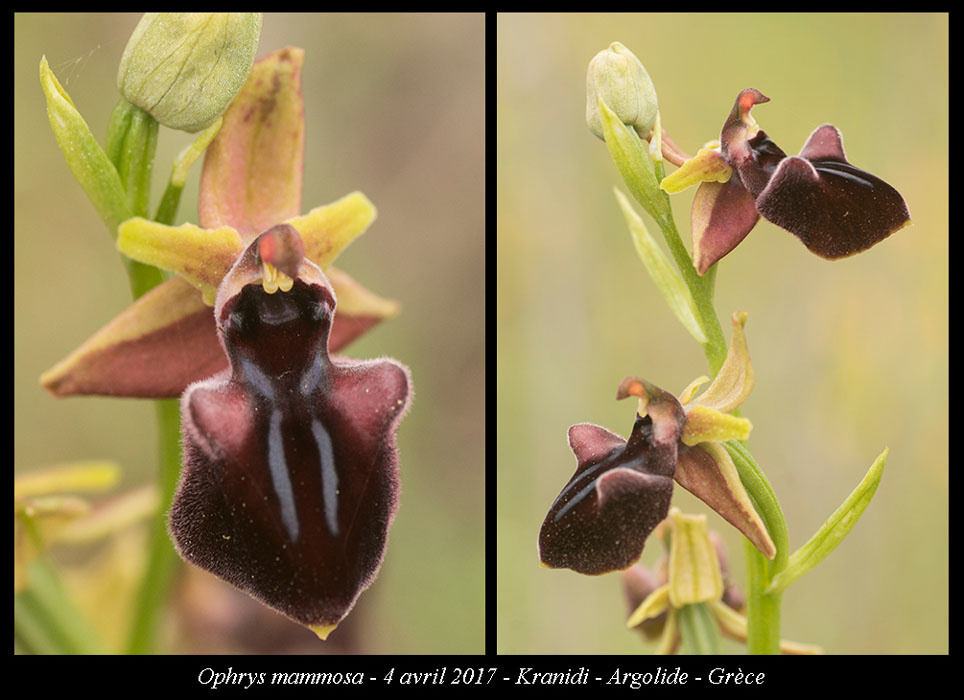 Ophrys-mammosa